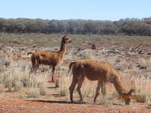 Alpacas in outback Australia