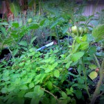 mint and tomato plants