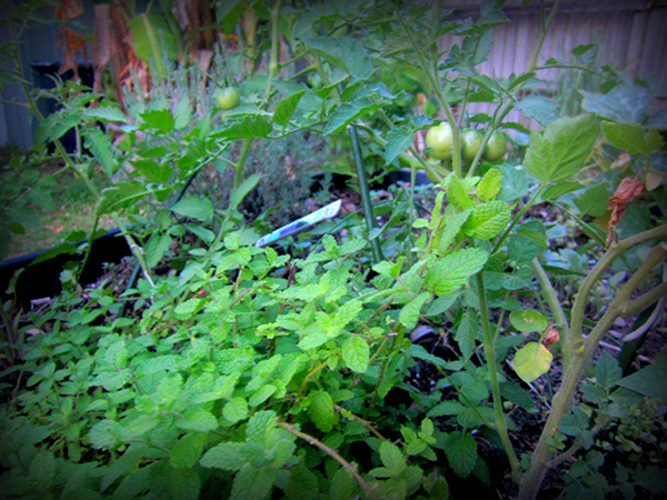mint and tomato plants