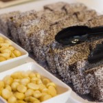 Lamingtons