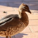 Female Australian wood duck