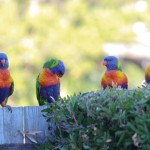 Four rainbow lorikeets on a fence