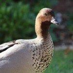 Male Australian wood duck