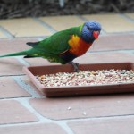 Rainbow lorikeet eating birdseed