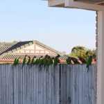 Rainbow lorikeet flock on a suburban fence