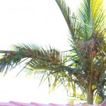 Rainbow lorikeet flock in a palm tree