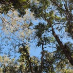 Toohey Forest treetops