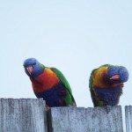 Two rainbow lorikeets posing on a fence