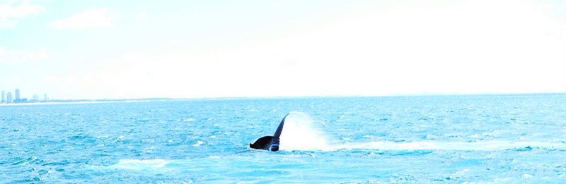 Baby humpback whale