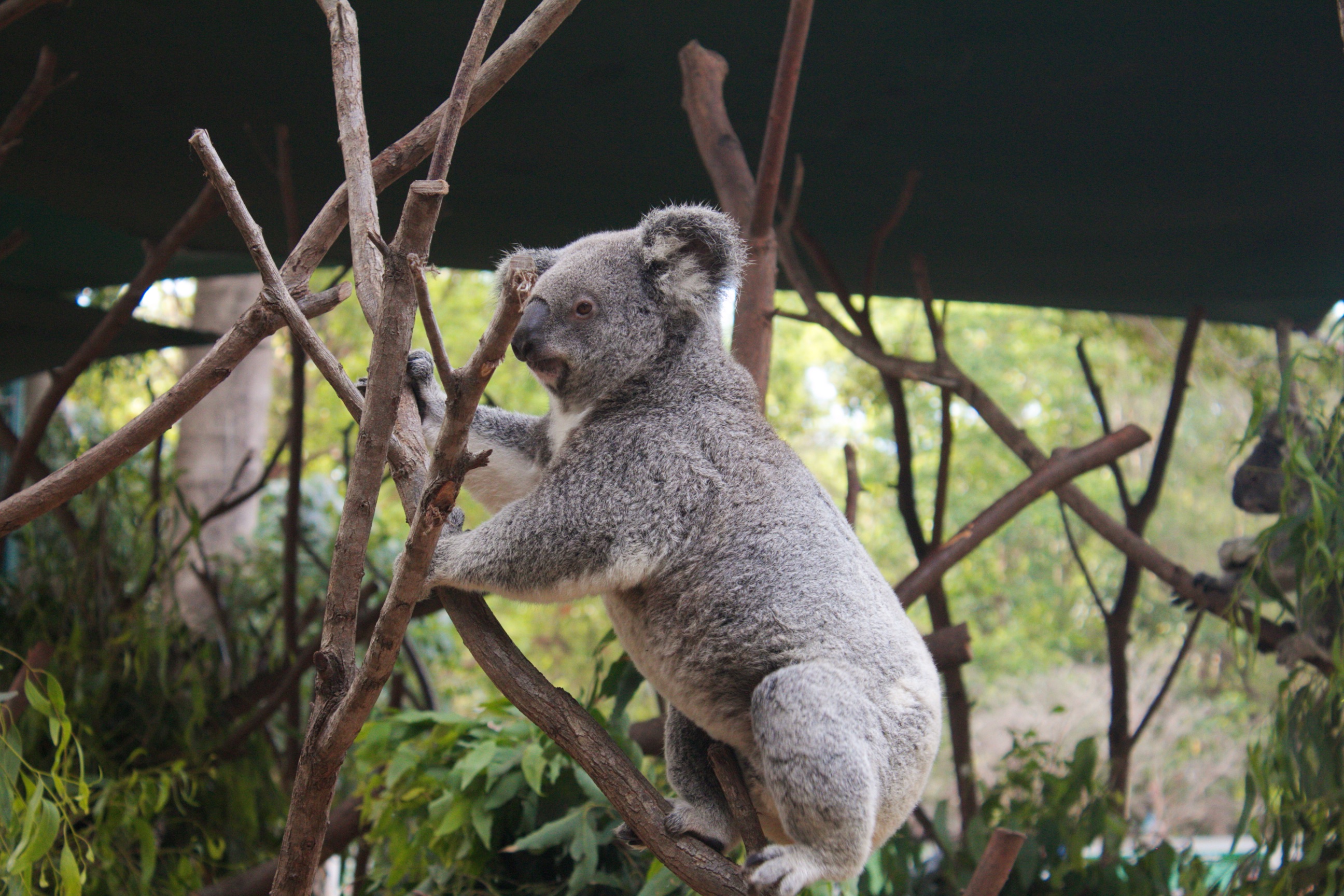 Koala at Currumbin Wildlife Sanctuary