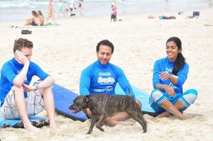 Local dog walks through surfing lesson.