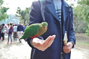 Wildlife - Australian parrot perched on someones arm eating seed