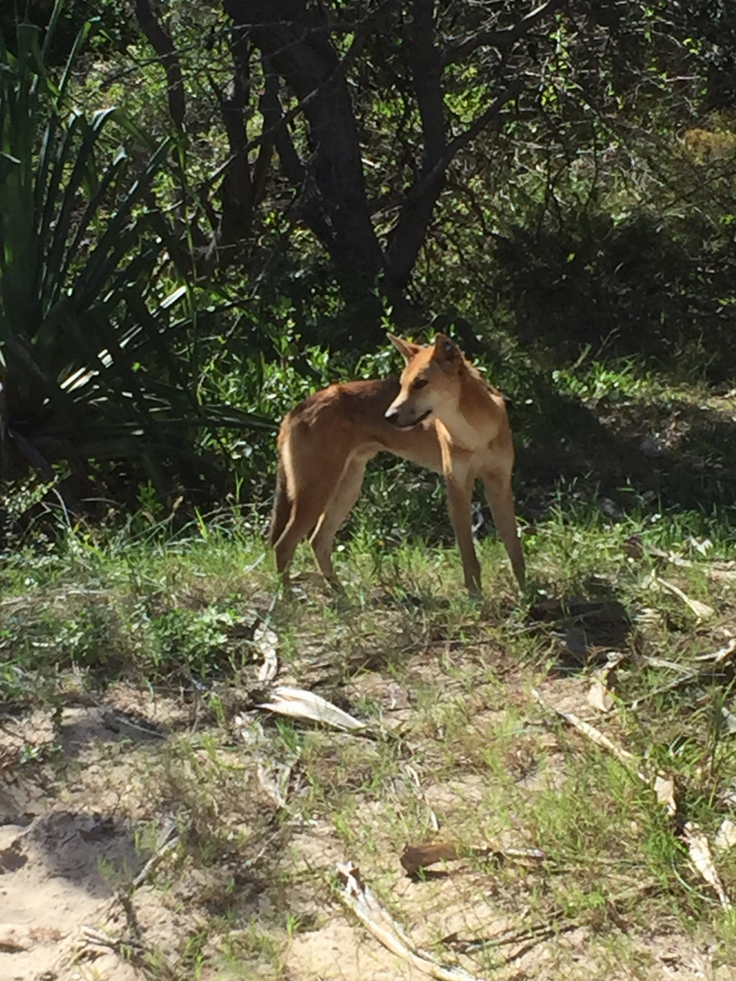 Dingo on Fraser island