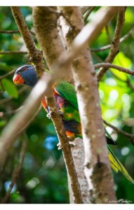 Rainbow lorikeet hiding in a tree