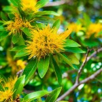 Native yellow flowers on a tree