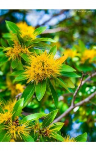 Native yellow flowers on a tree