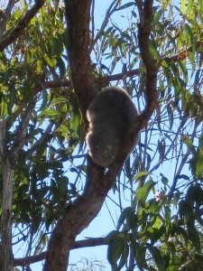 koala asleep in a tree