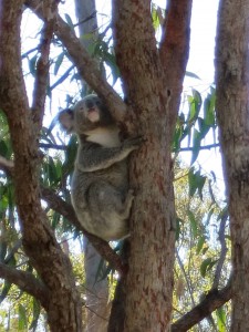 Koala in a tree just waking up. 