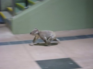Koala walking on the ground at Griffith University Nathan campus. 