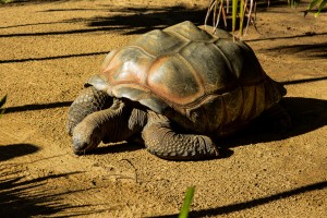 Tortoise chillin' out on his way to absolutely nowhere 