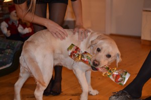 Indi, my dog, stealing and unwrapping all the presents 