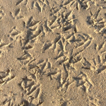 Bird foot prints in the sand.