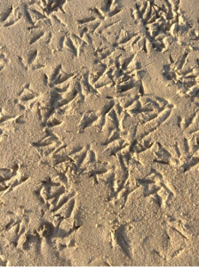 Bird foot prints in the sand.