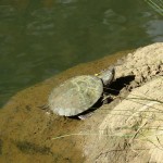 Turtles at the Eungella National Park
