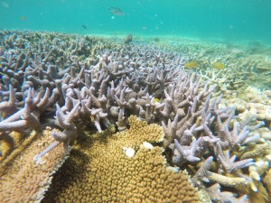 Coral at the Great Barrier Reef