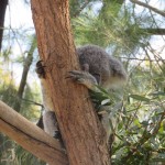 Koala at the Rockhampton Zoo