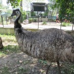 Emu at the Rockhampton Zoo