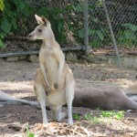 Kangaroos at the Rockhampton Zoo