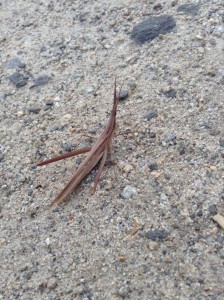 Strange grasshopper like insect sits on the ground. 