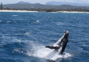 A breaching humpback whale.