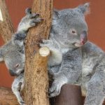My Koala Zap in her enclosure with her joey!