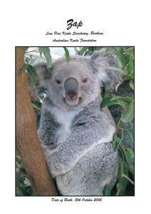 My Koala Zap