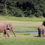 Sri-Lanka-elephant