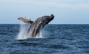 A humpback whale leaping, or breaching, out of the Sea of Cortez (Gulf of California) , Mexico, spraying water as it does so